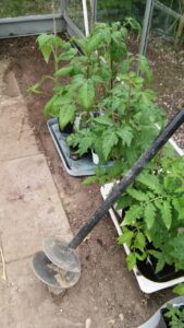 Pælebor - et overset redskab til udplantning af tomater i drivhuset