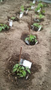 Udplantning af tomater i jorden i drivhuset
