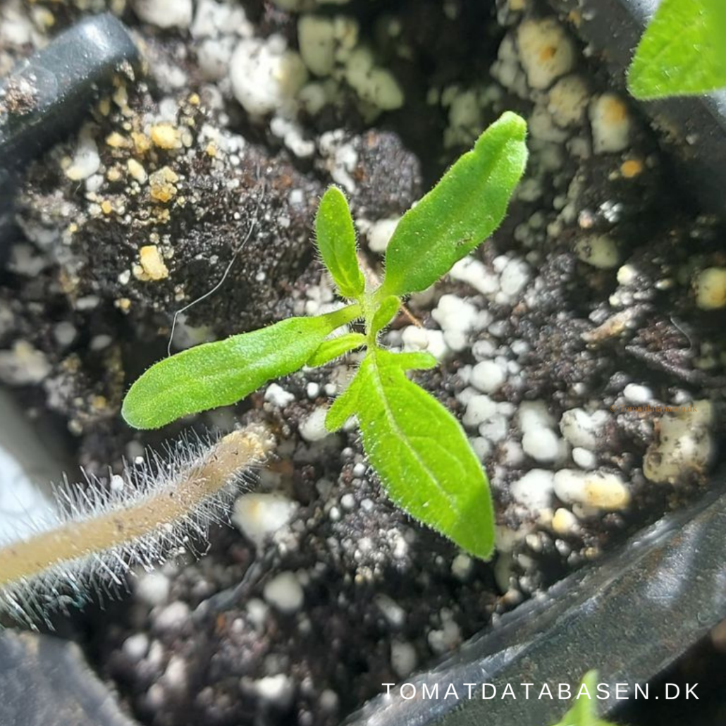 tomatplanter være dovne – mine planter vokser ikke har næsten intet rodnet – Tomat-bloggen