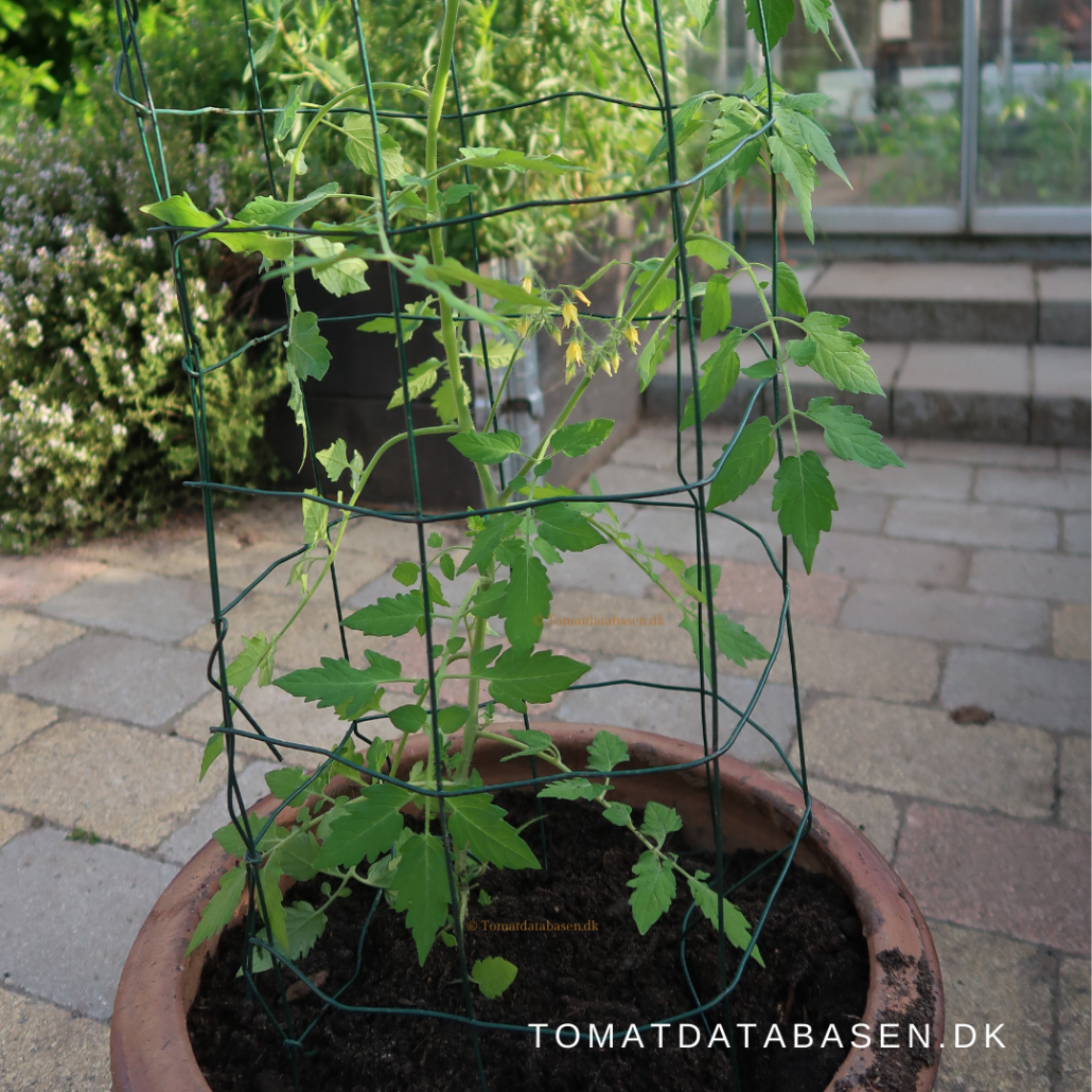 gjorde det Blive opmærksom Psykologisk Sådan kan du give støtte til dine tomatplanter i højbede og i krukker –  Tomat-bloggen