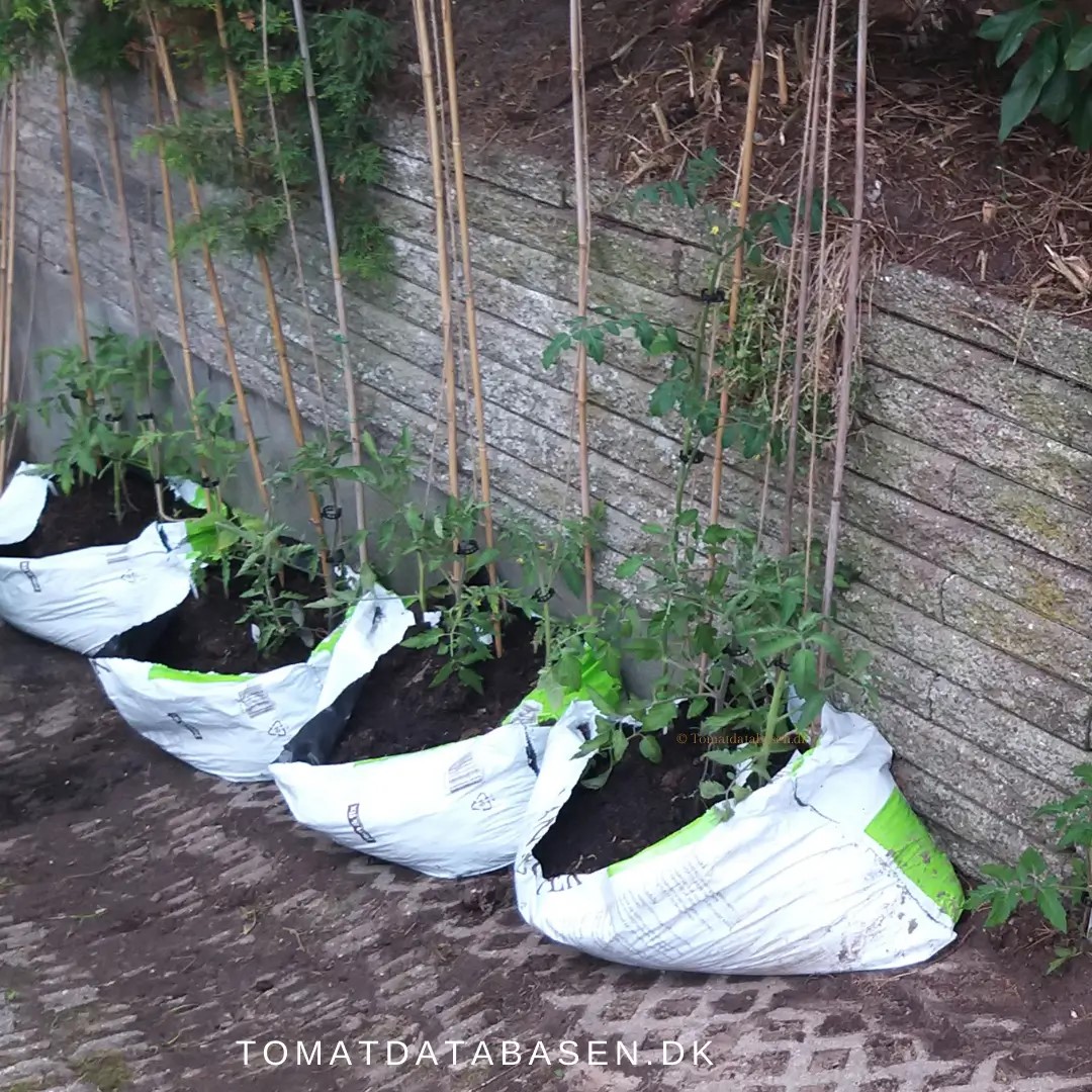 Sådan forvandler du en plantesæk til en – Tomat-bloggen