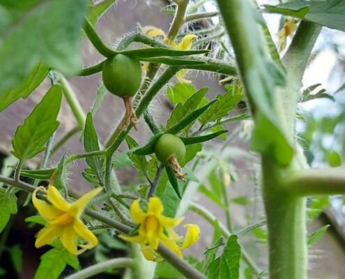 af tomatplanter drivhus – forsøg 2022 –